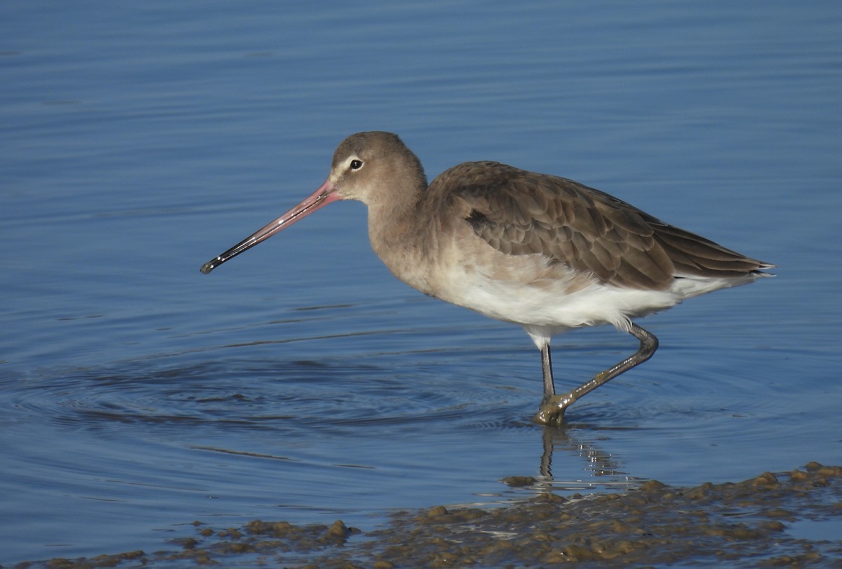Black-tailed Godwit - ML642821064