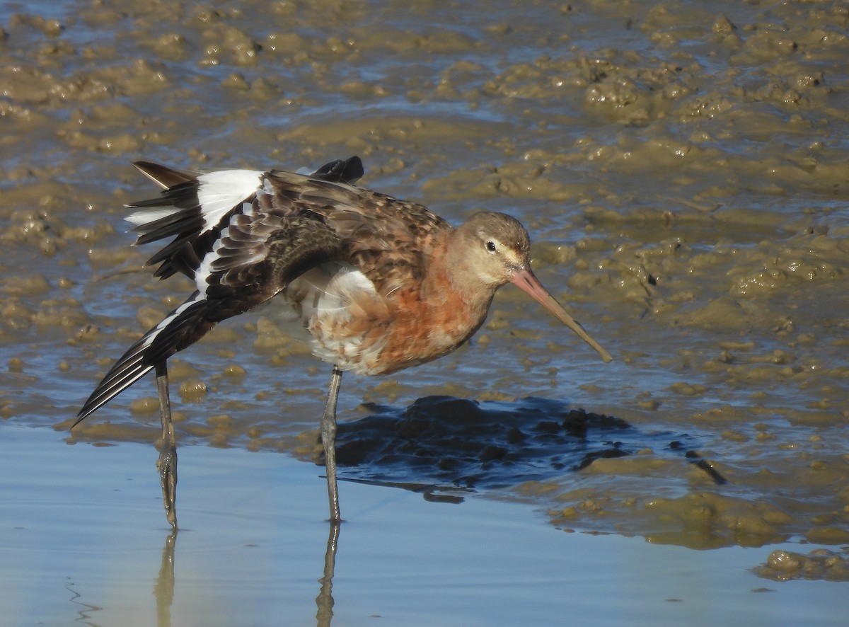 Black-tailed Godwit - ML642821065
