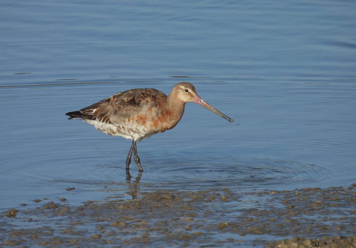 Black-tailed Godwit - ML642821066