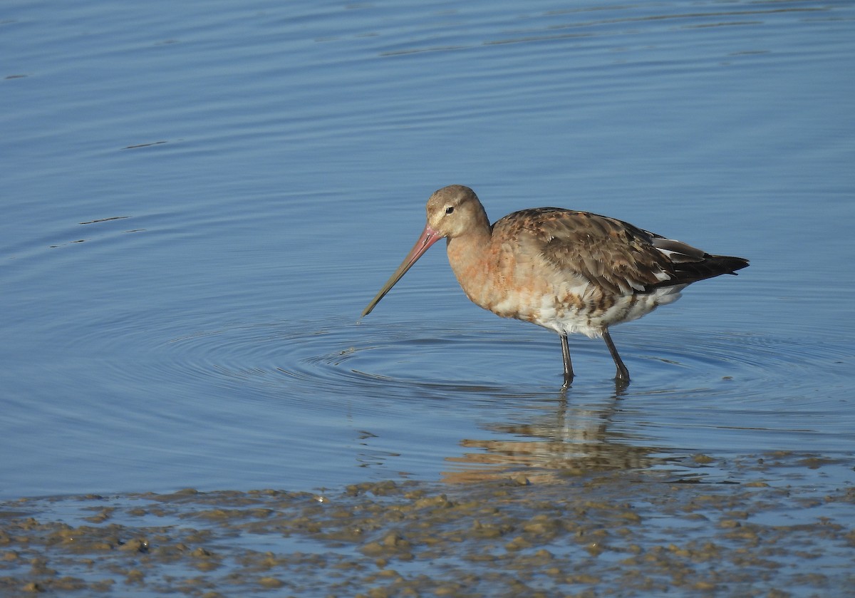 Black-tailed Godwit - ML642821067