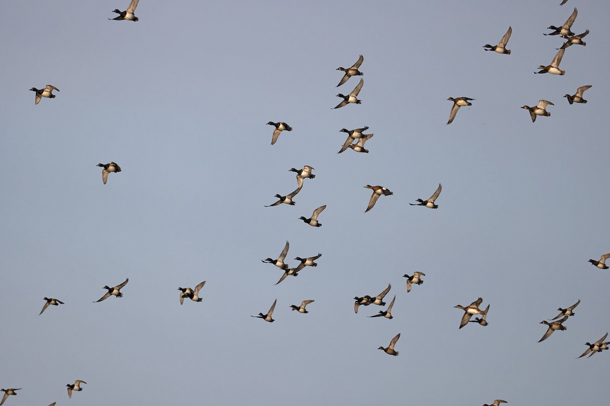 Ring-necked Duck - ML642821071