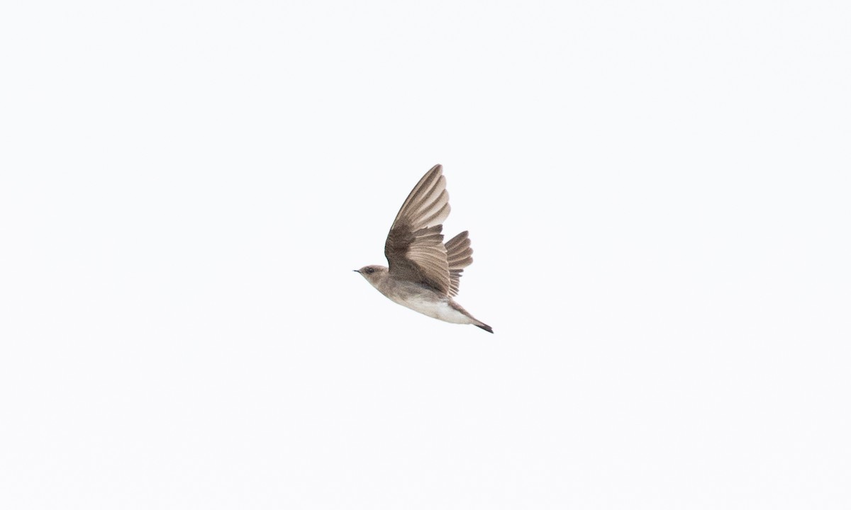 Northern Rough-winged Swallow - ML642821072