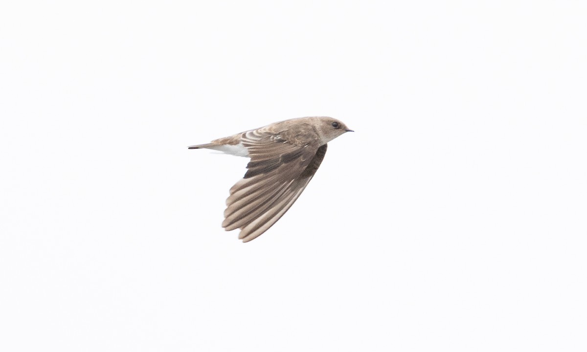 Northern Rough-winged Swallow - ML642821073