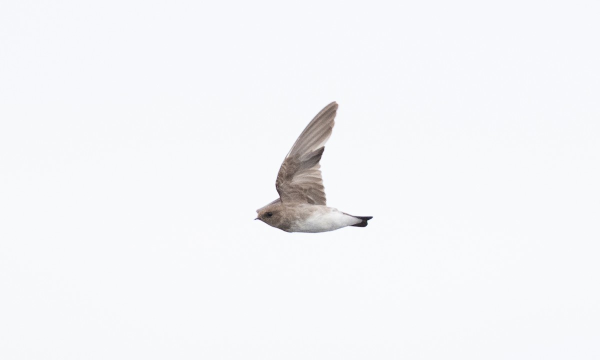 Northern Rough-winged Swallow - ML642821074