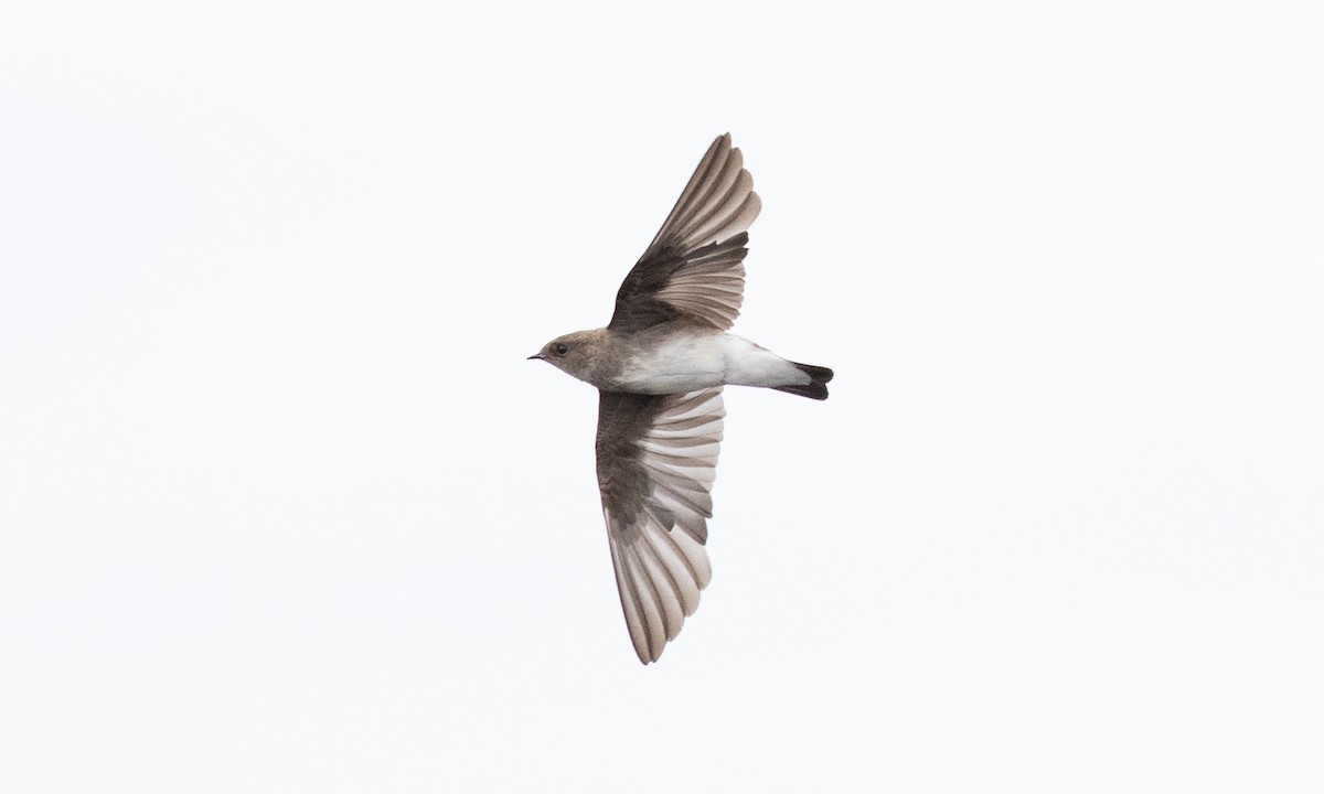Northern Rough-winged Swallow - ML642821075