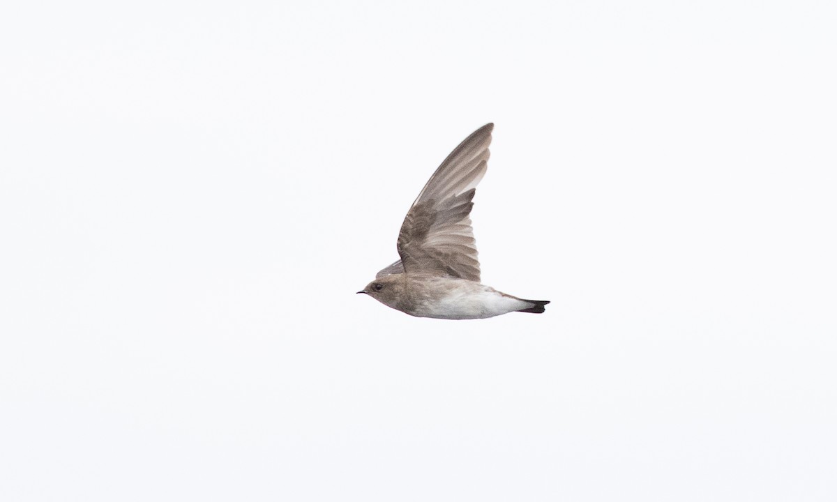 Northern Rough-winged Swallow - ML642821076