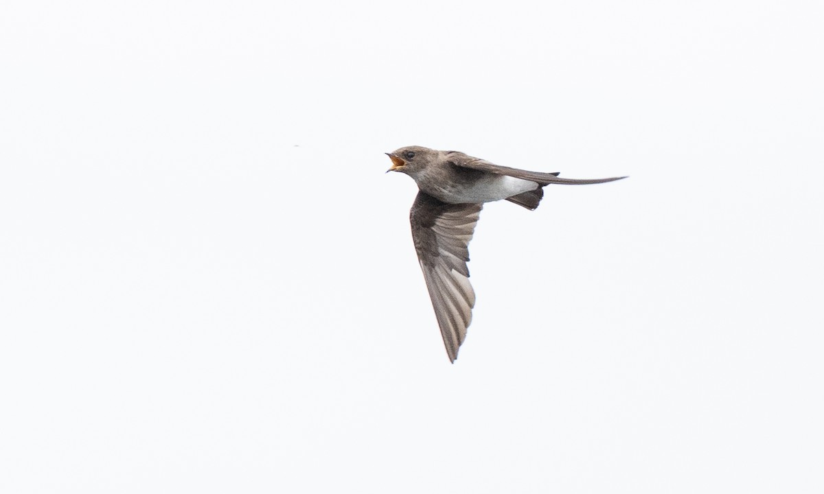 Northern Rough-winged Swallow - ML642821077