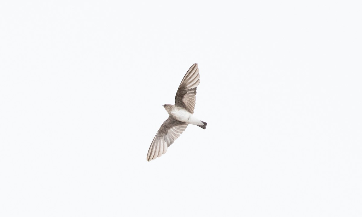 Northern Rough-winged Swallow - ML642821078