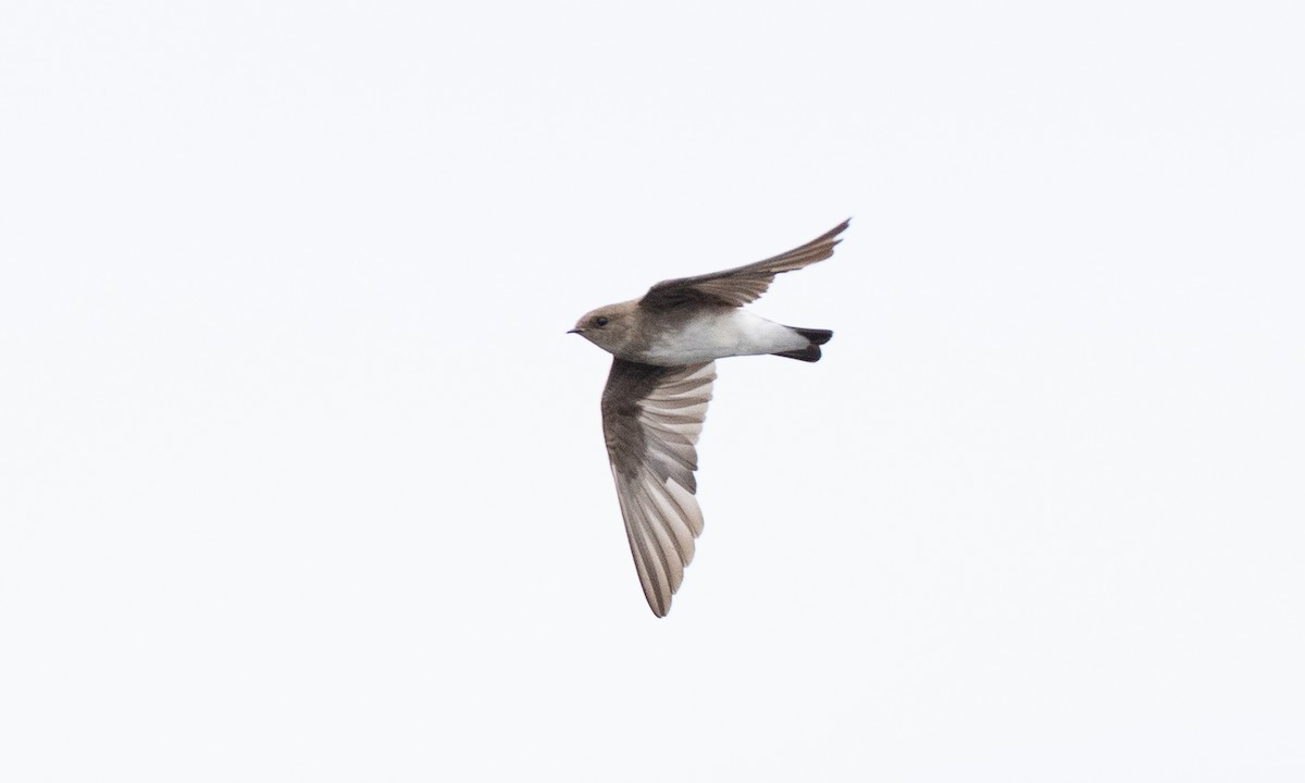 Northern Rough-winged Swallow - ML642821079