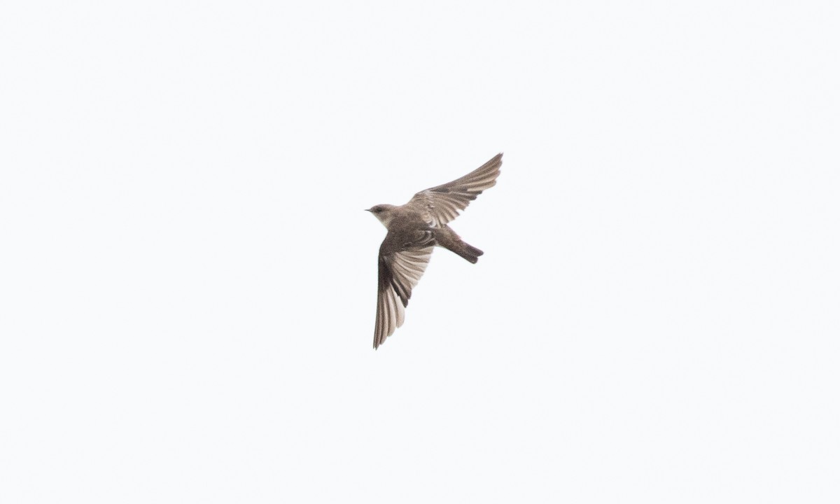 Northern Rough-winged Swallow - ML642821080
