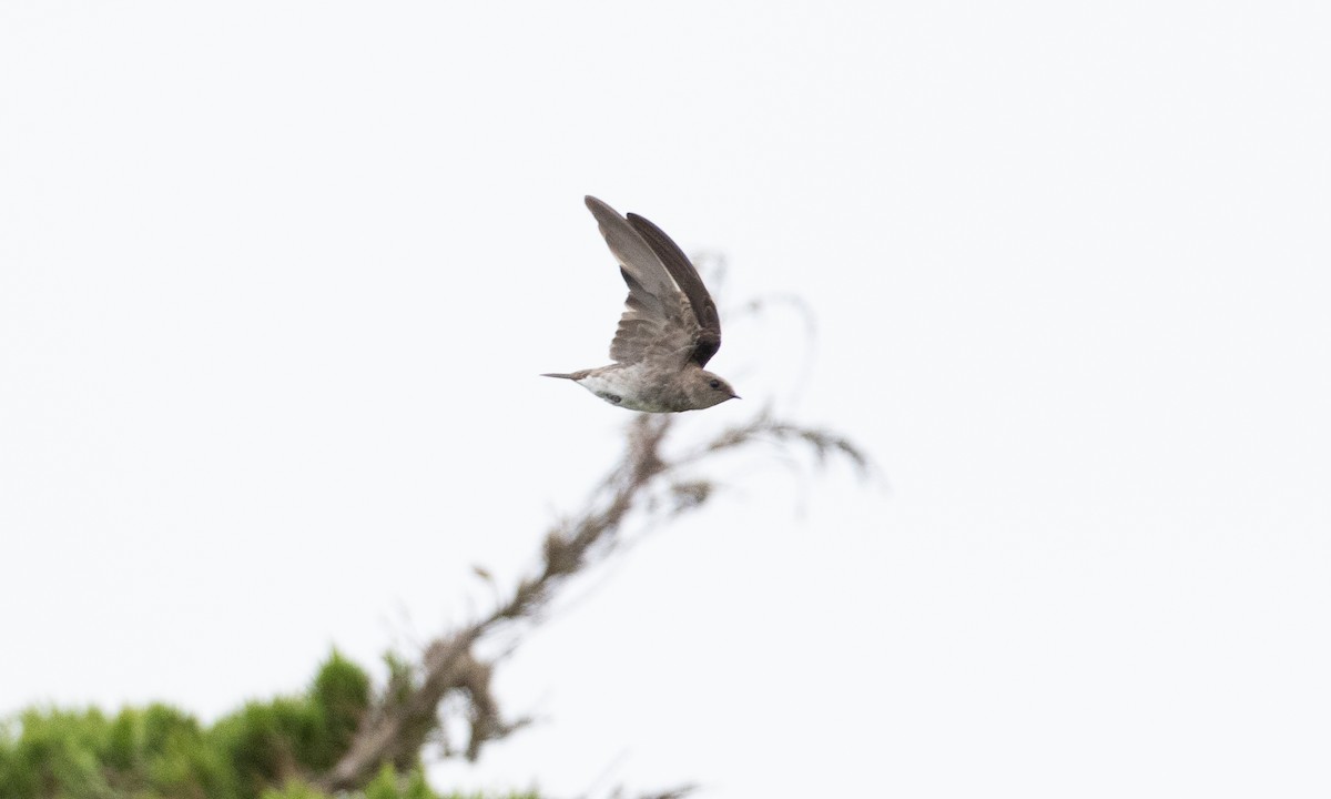 Northern Rough-winged Swallow - ML642821081