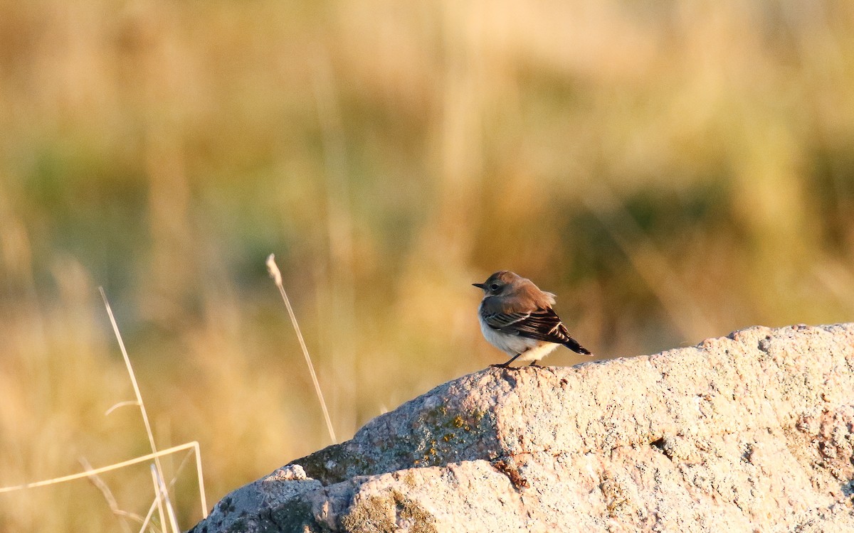 Northern Wheatear - ML642821082