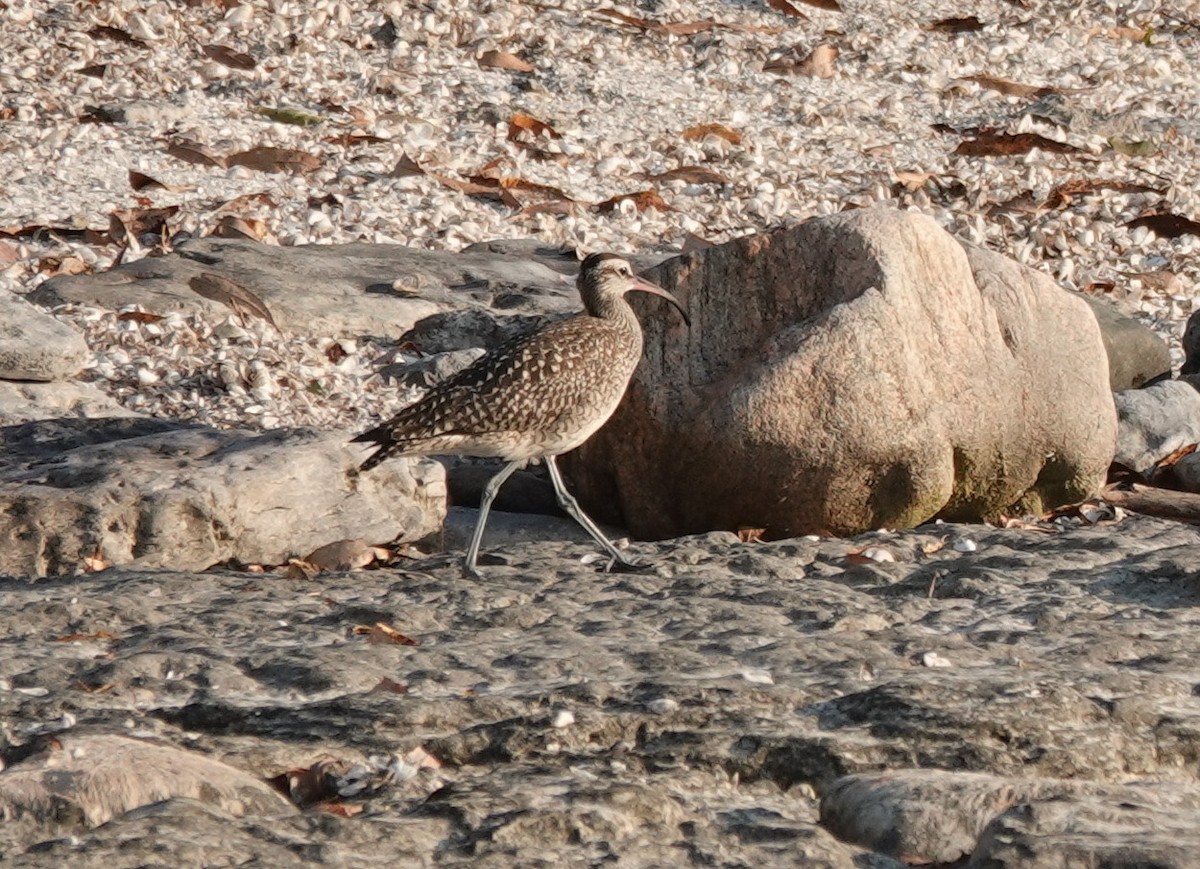 Whimbrel - ML642821083