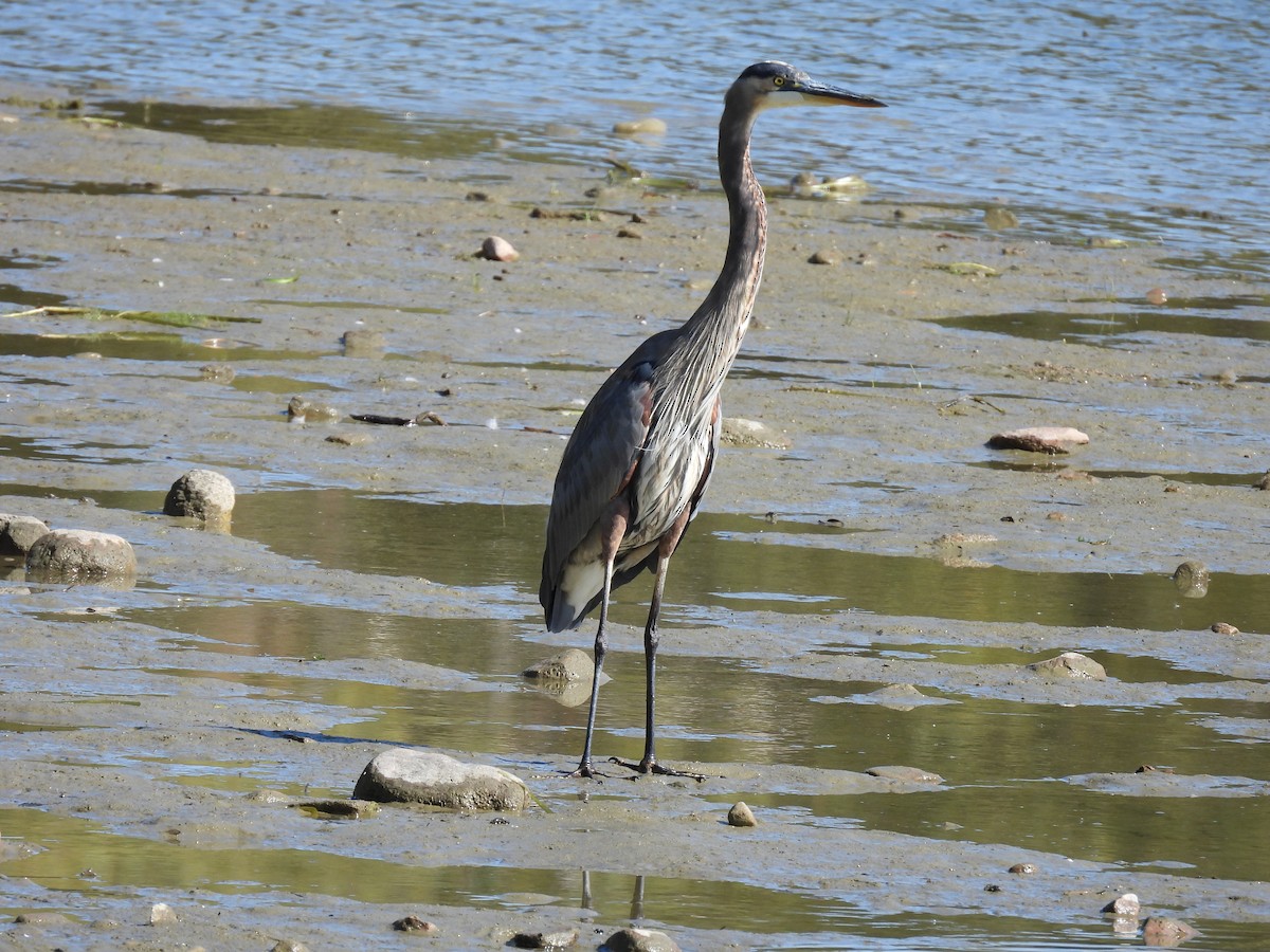 Great Blue Heron - ML642821086