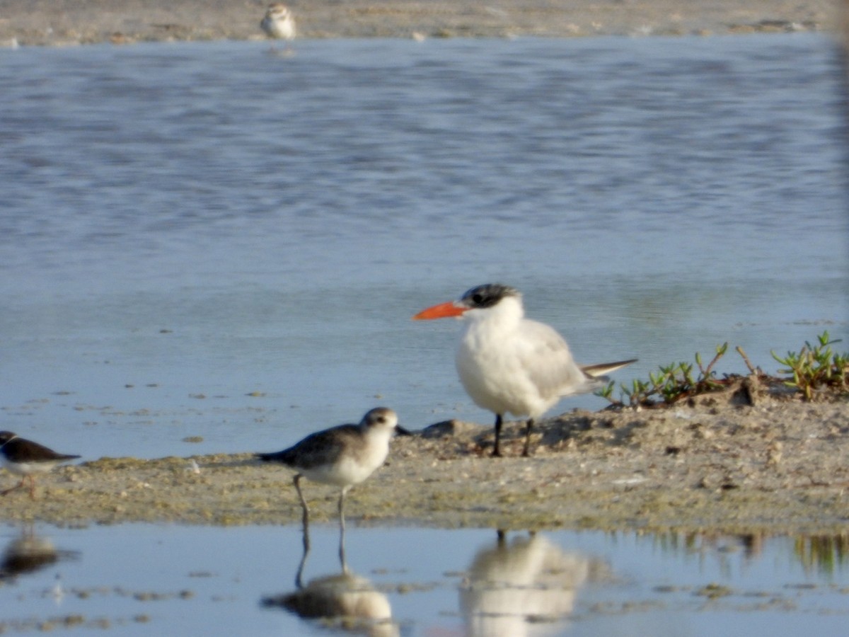 Caspian Tern - ML642821088