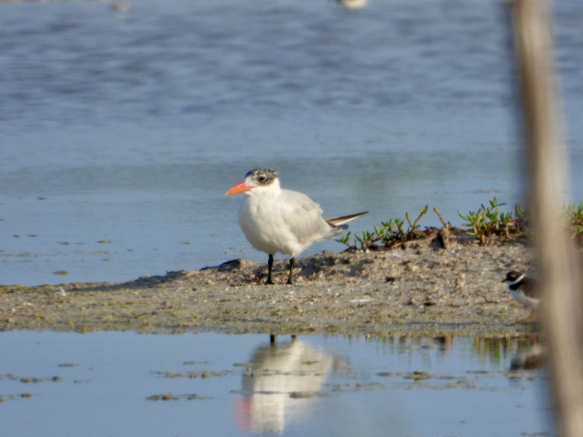Caspian Tern - ML642821089