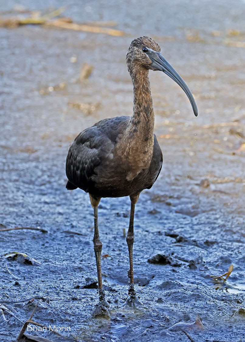 Glossy Ibis - ML642821090