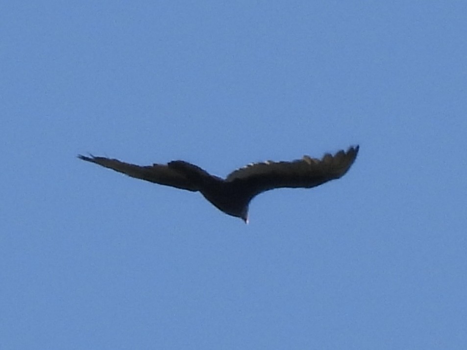 Turkey Vulture - ML642821091