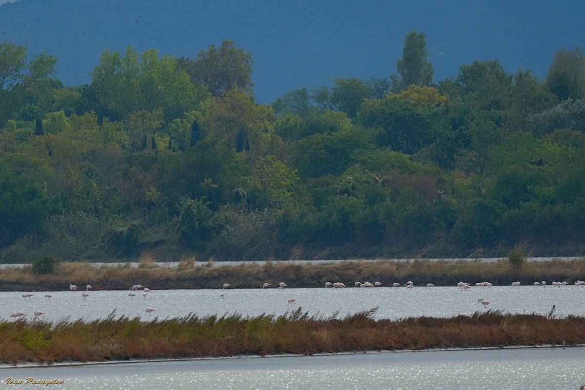 Flamingo - ML642821092