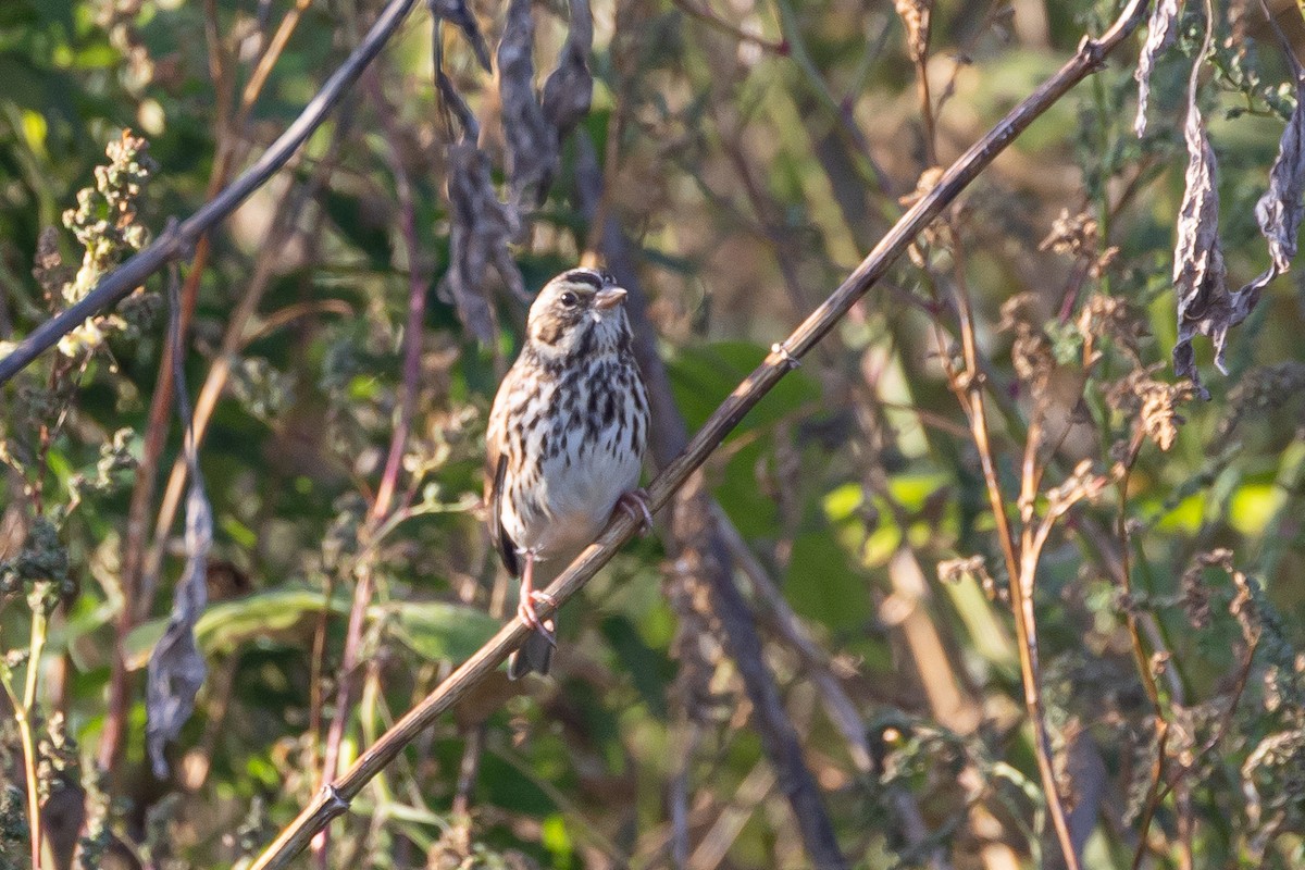 Savannah Sparrow - ML642821095