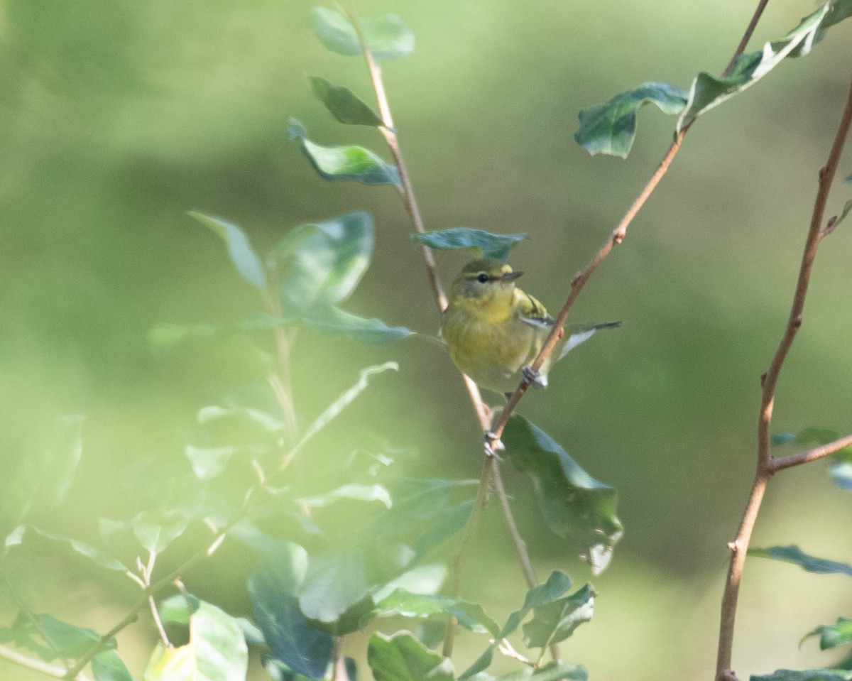 Tennessee Warbler - ML642821096