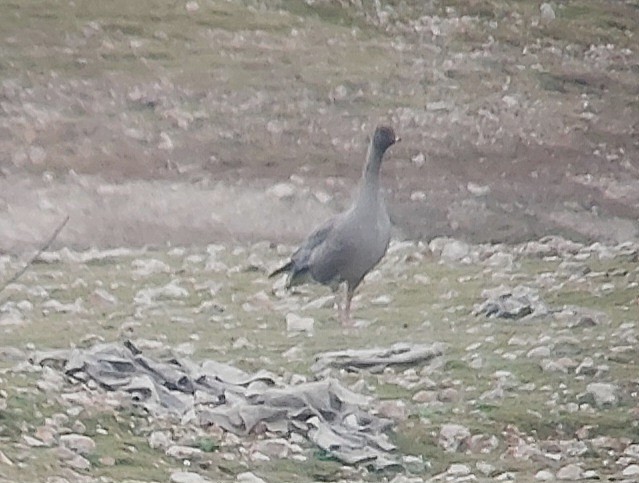 Pink-footed Goose - ML642821098