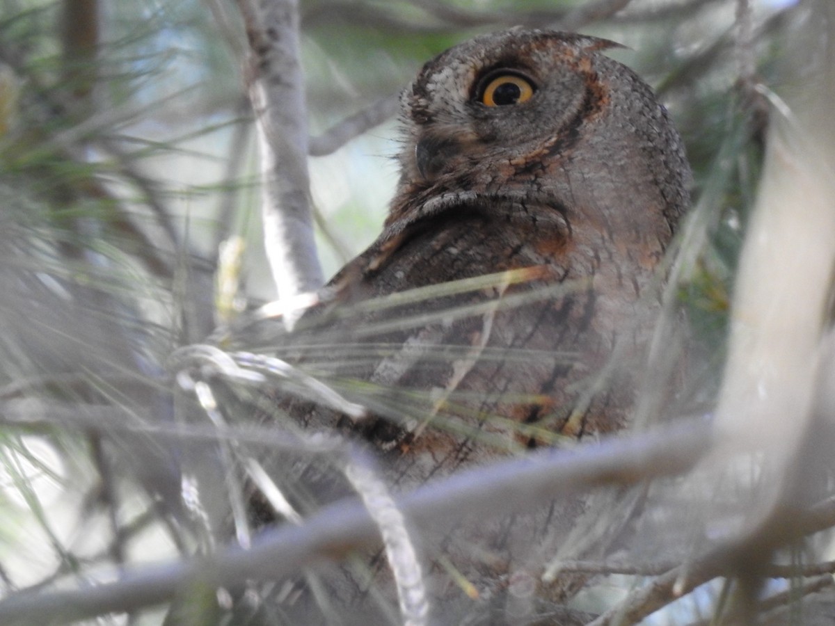 Eurasian Scops-Owl - ML642821099