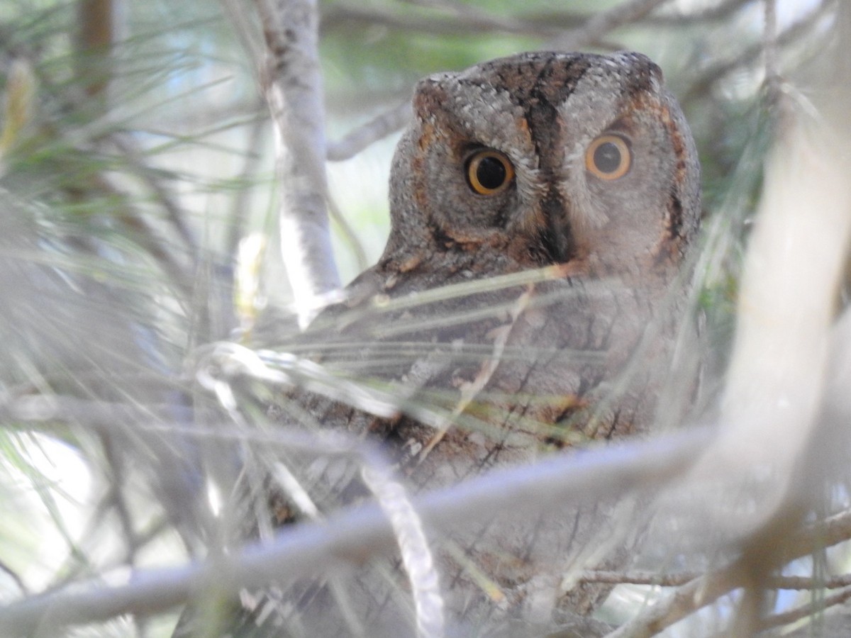 Eurasian Scops-Owl - ML642821100