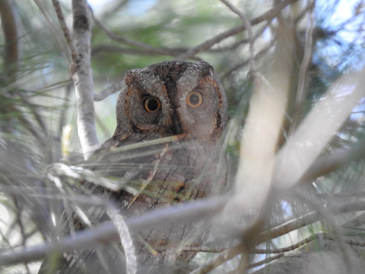 Eurasian Scops-Owl - ML642821101