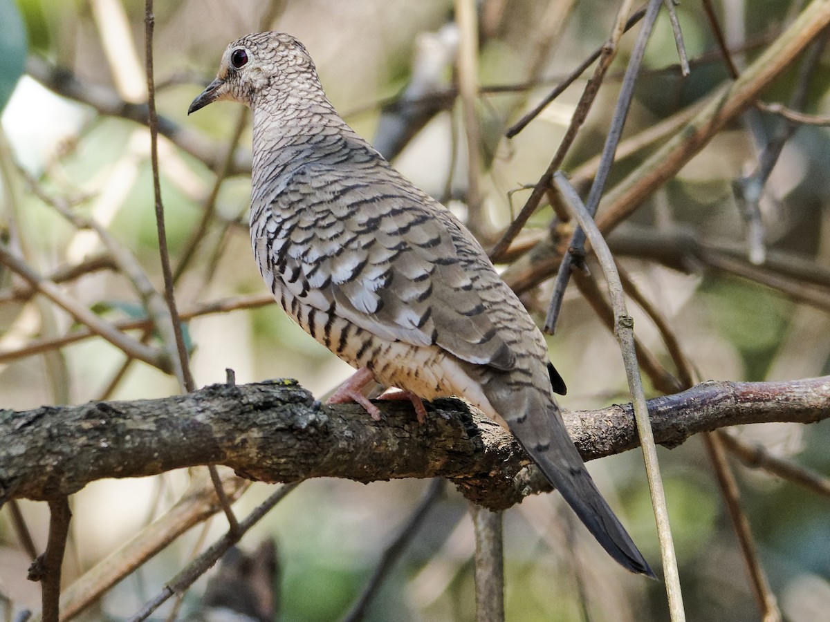Scaled Dove - ML642821103