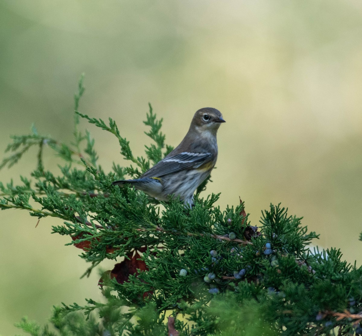 Yellow-rumped Warbler - ML642821113