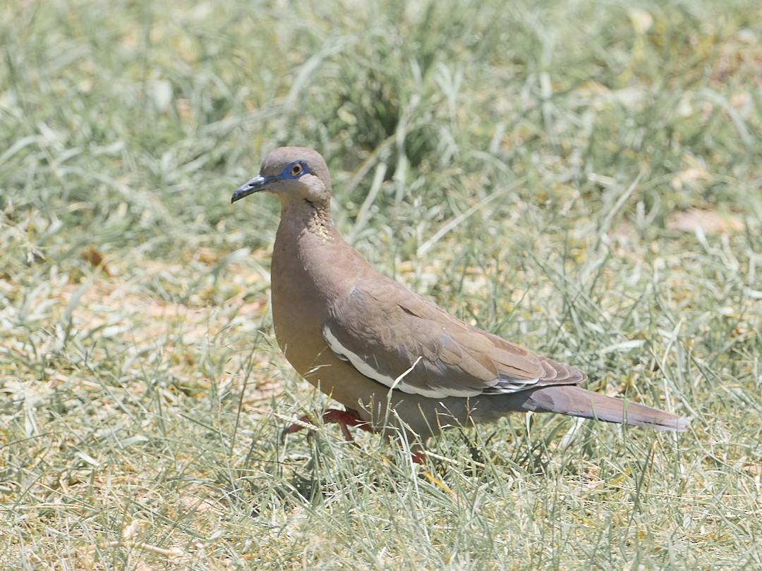 Peru Kumrusu - ML642821114