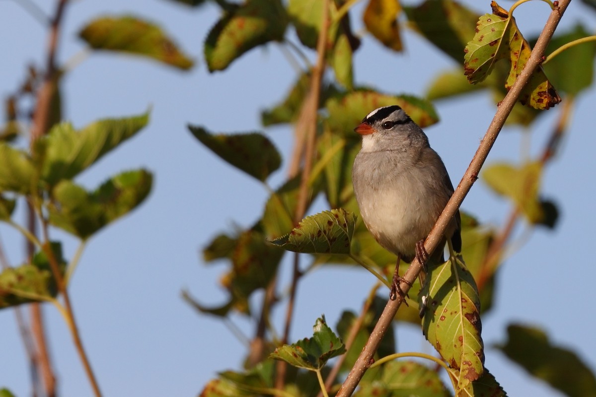 White-crowned Sparrow - ML642821116