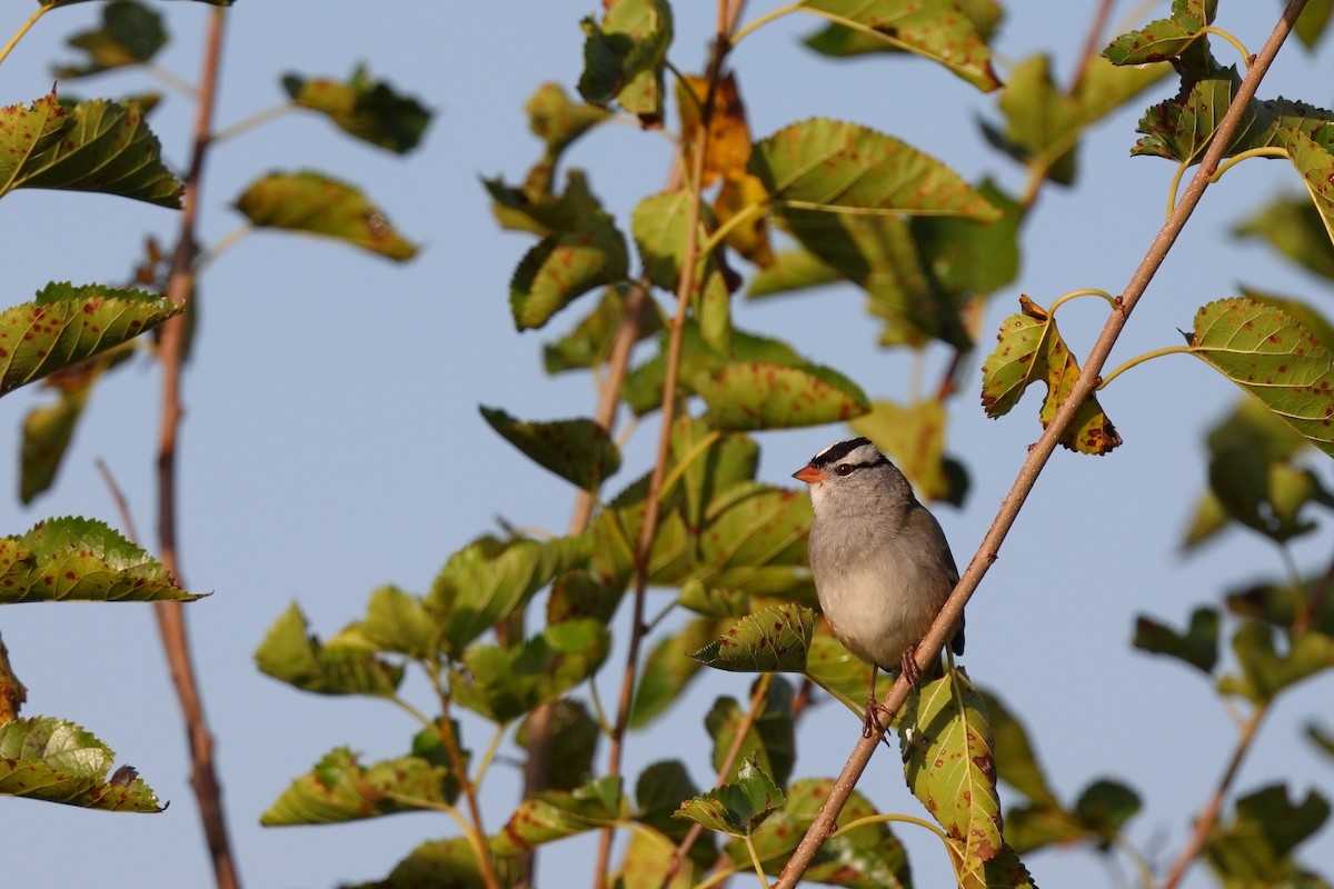 White-crowned Sparrow - ML642821119