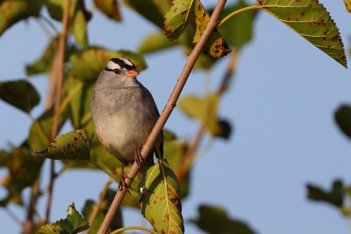 White-crowned Sparrow - ML642821120