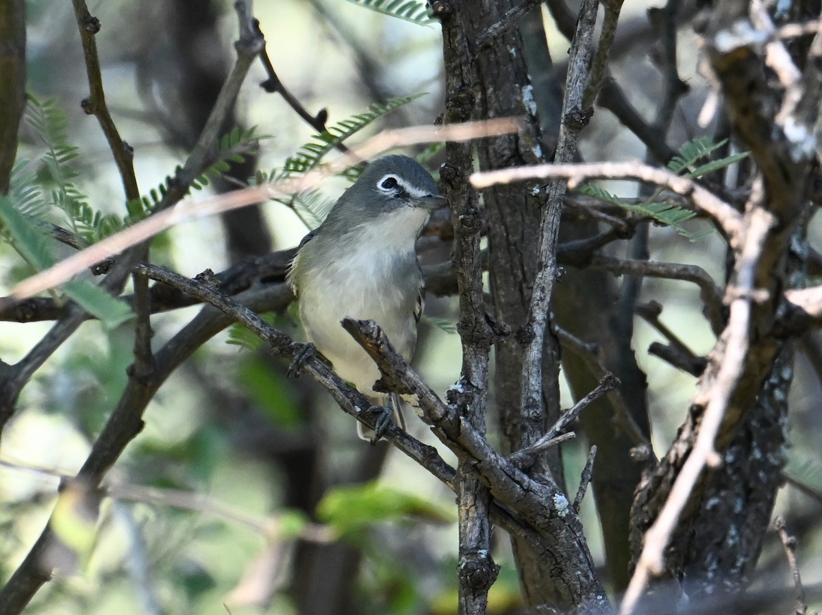 Cassin's Vireo - ML642821122