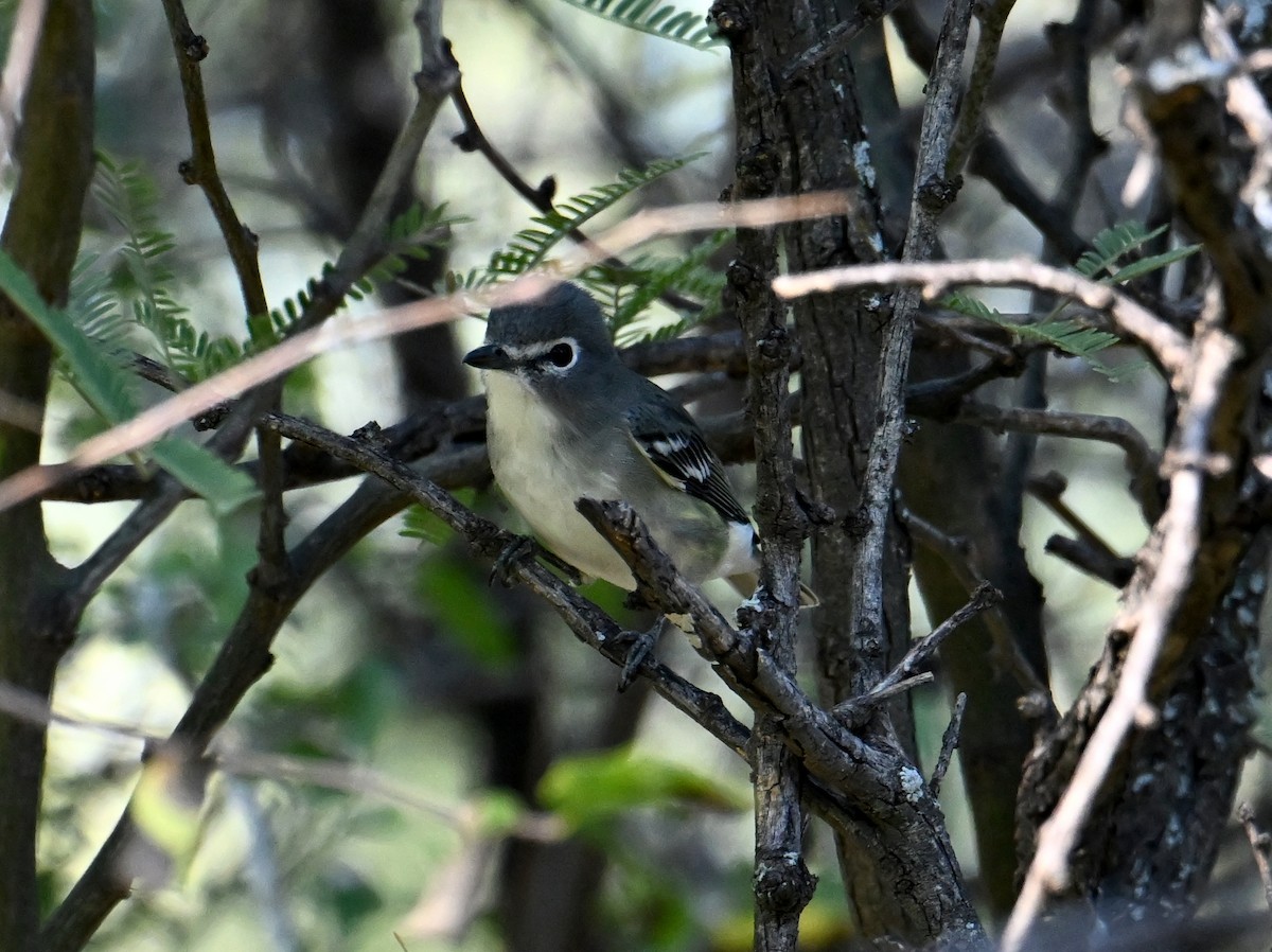 Cassin's Vireo - ML642821123