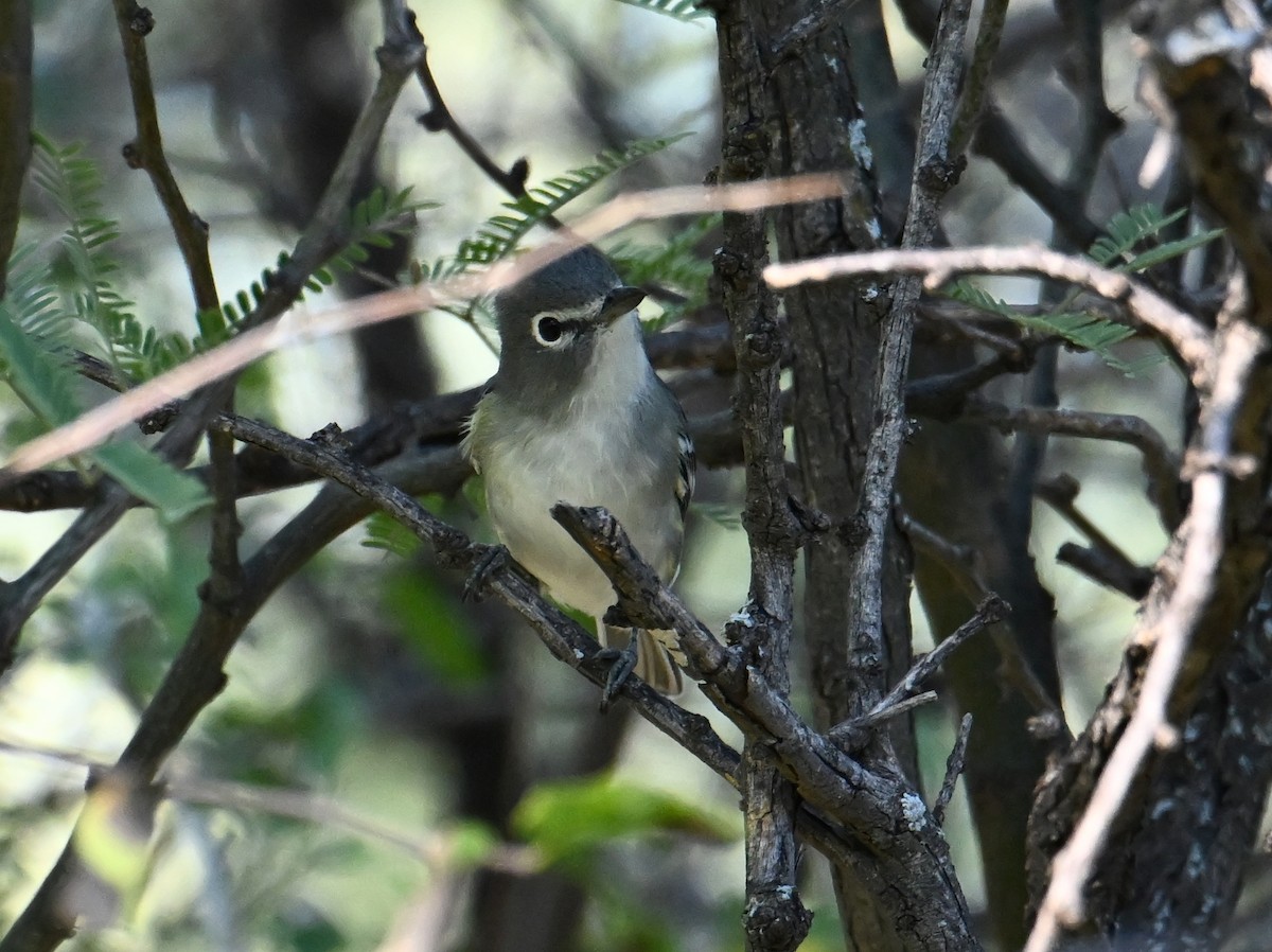 Cassin's Vireo - ML642821124