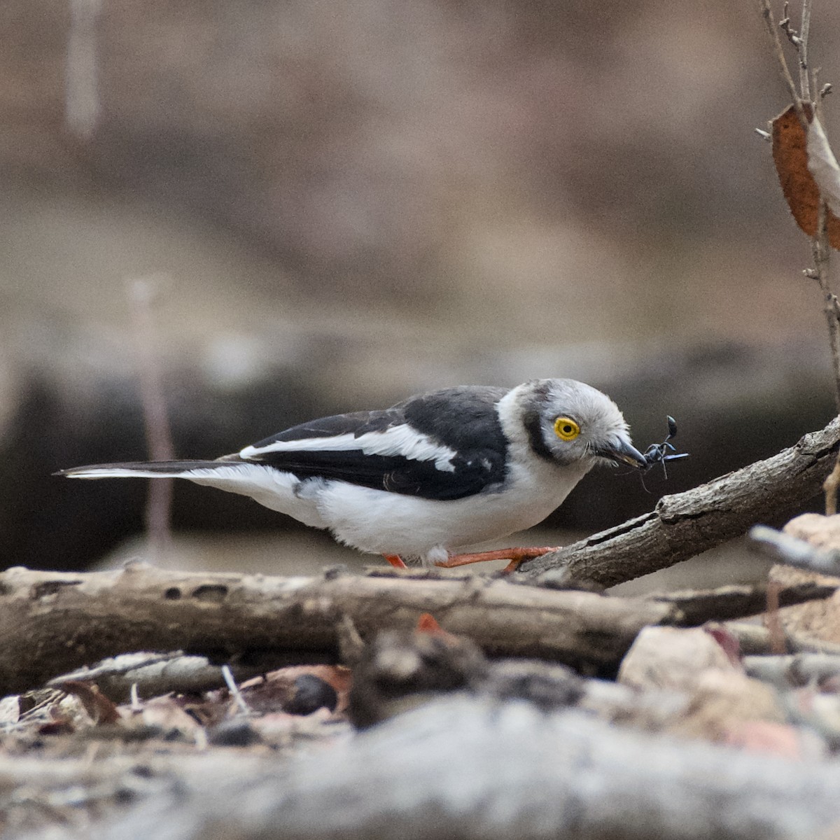 Ak Sorguçlu Vanga [poliocephalus grubu] - ML642821129
