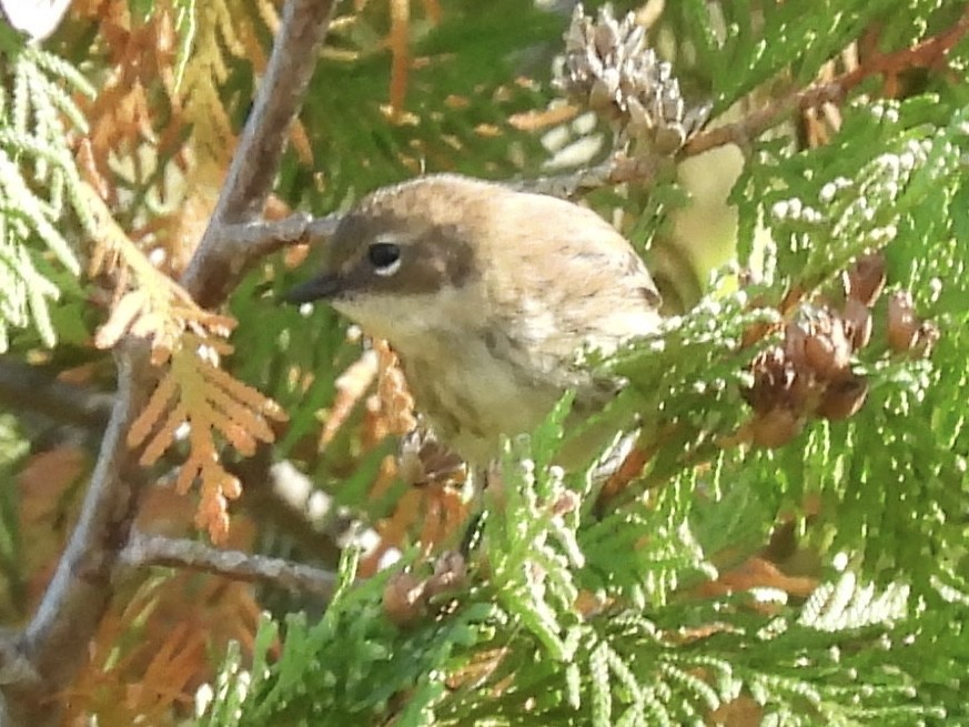 Yellow-rumped Warbler (Myrtle) - ML642821131