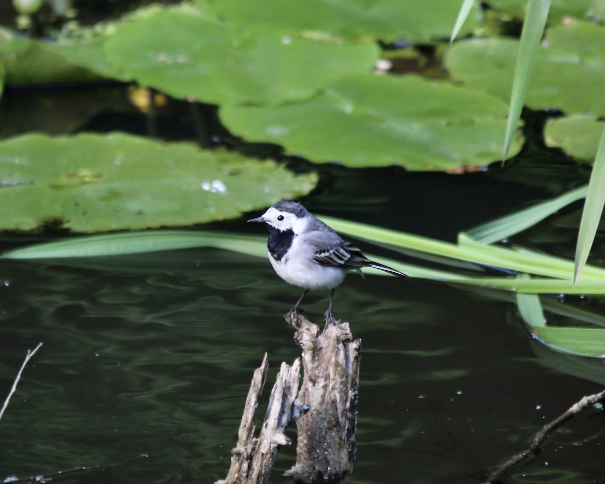 White Wagtail - ML642821146