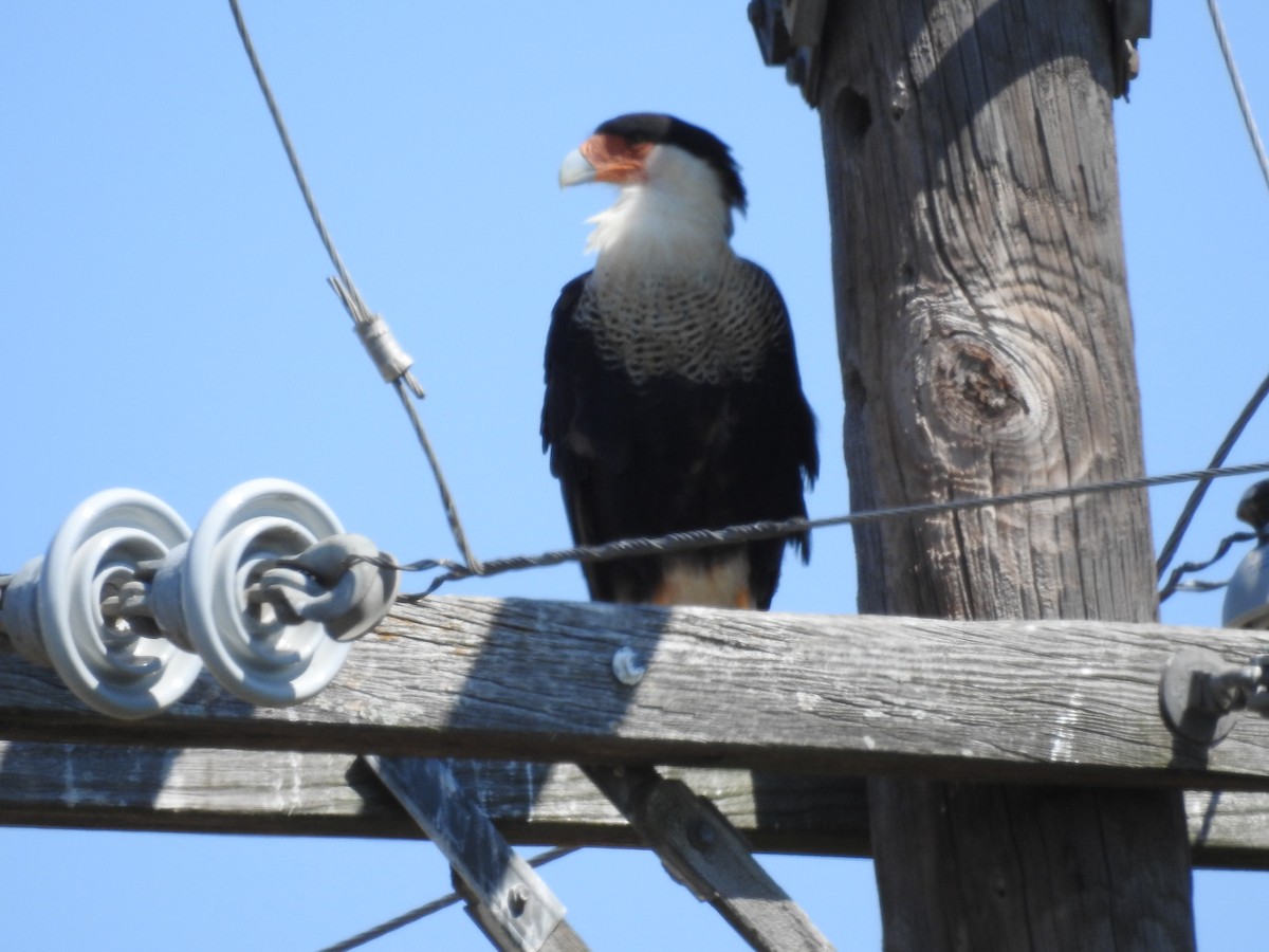 Crested Caracara - ML642821150