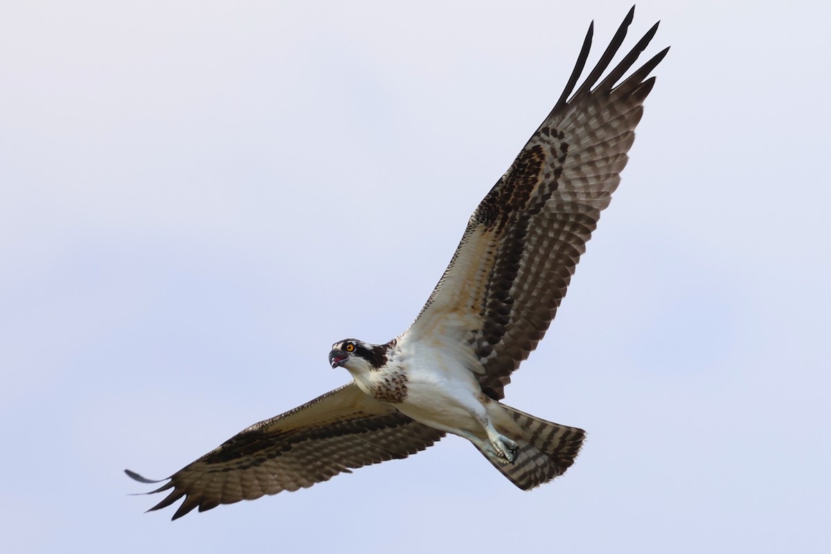 Falco pescatore - ML642821151