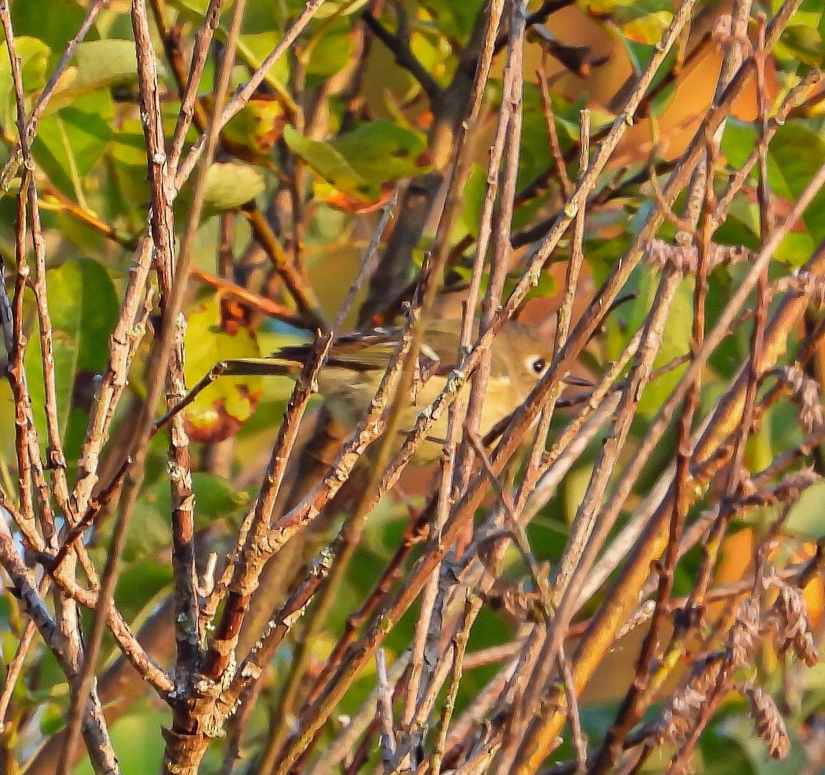 Ruby-crowned Kinglet - ML642821154