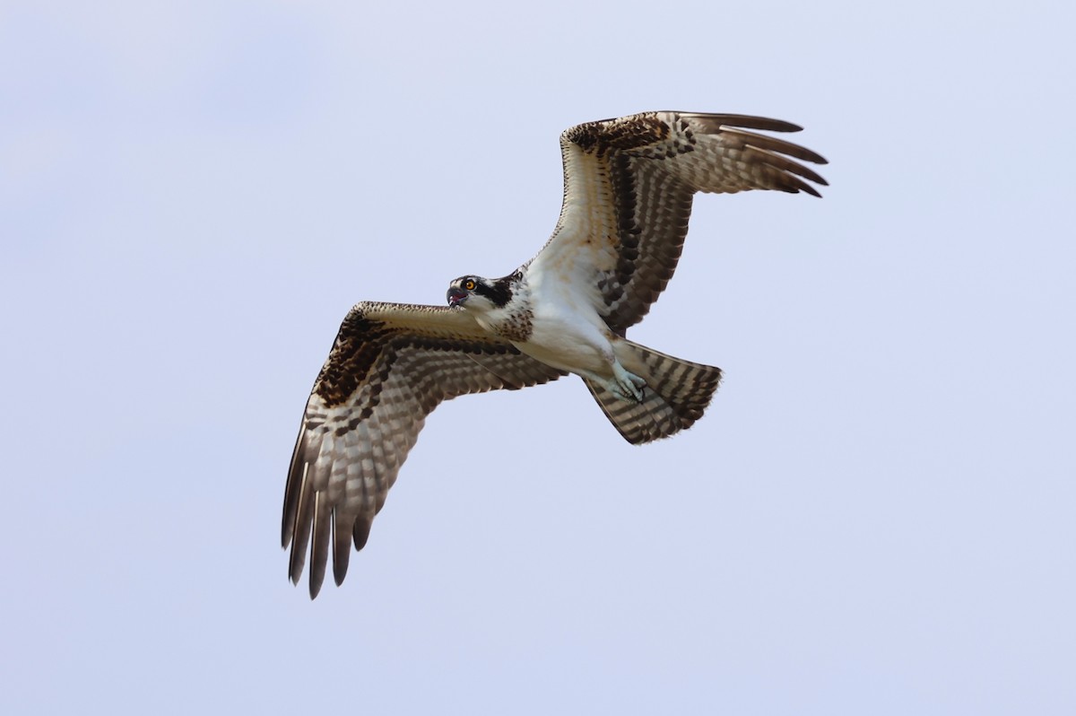 Falco pescatore - ML642821162