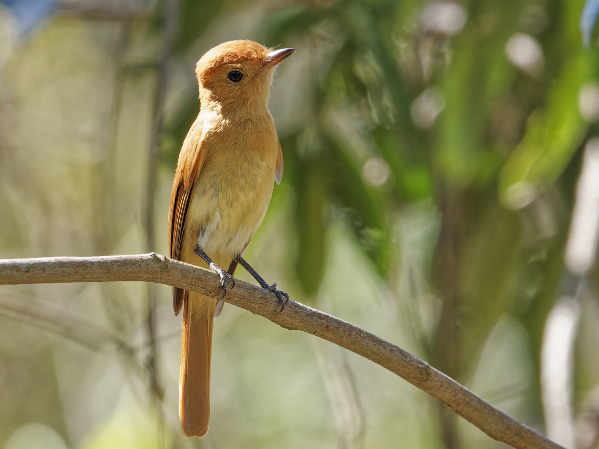 Rufous Casiornis - ML642821166