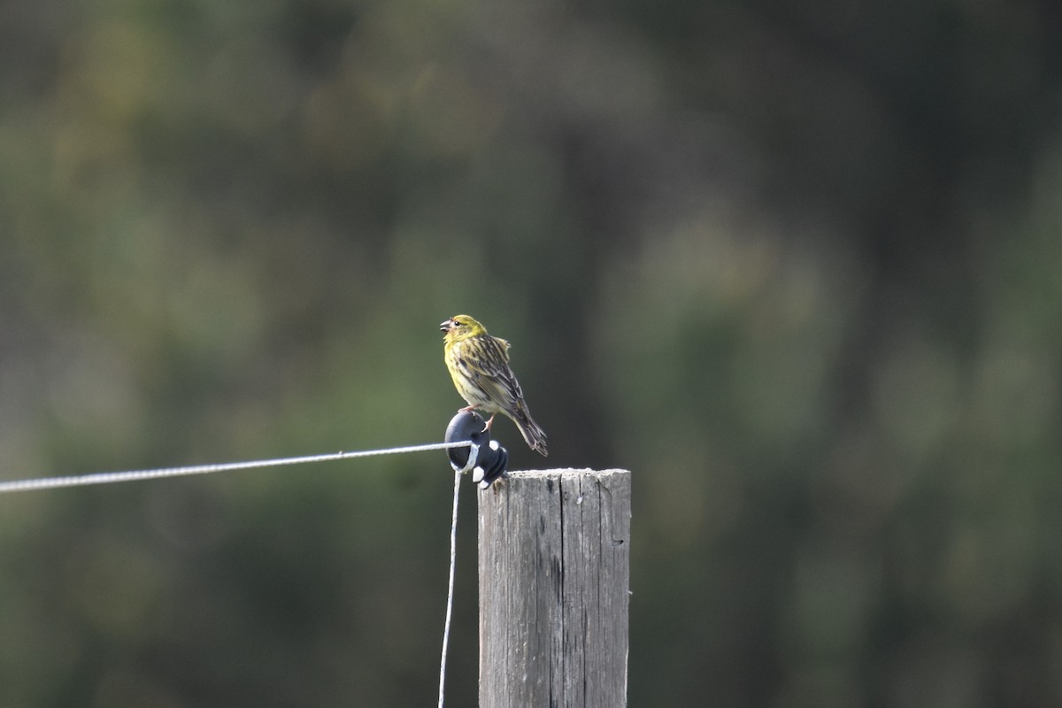 European Serin - ML642821169