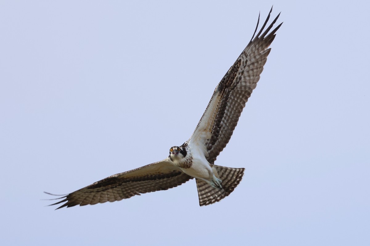 Falco pescatore - ML642821174