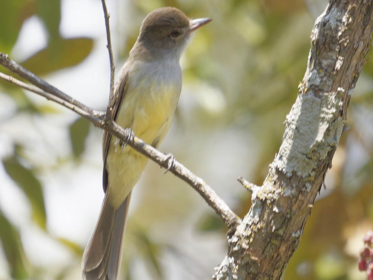 Short-crested Flycatcher - ML642821177