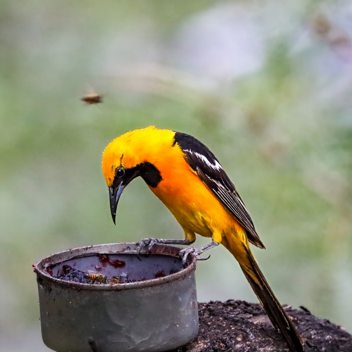 Hooded Oriole - ML642821188